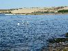 Лебеди в Куршском заливе
