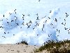 Птицы над дюнами